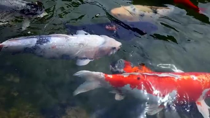 日本锦鲤把头伸出水面，在池塘里抢食物，这是人们扔给他们的