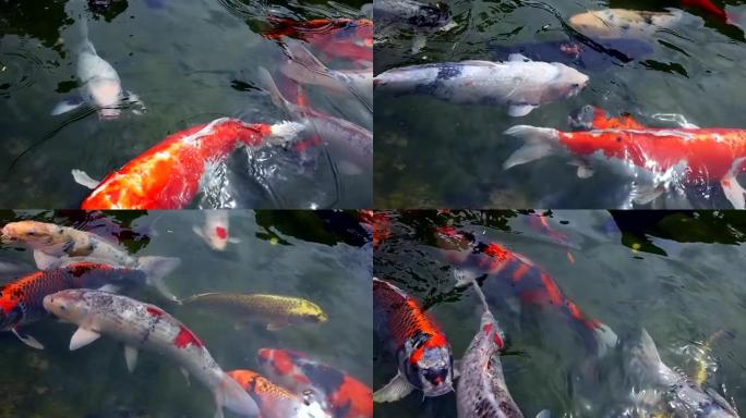 日本锦鲤把头伸出水面，在池塘里抢食物，这是人们扔给他们的