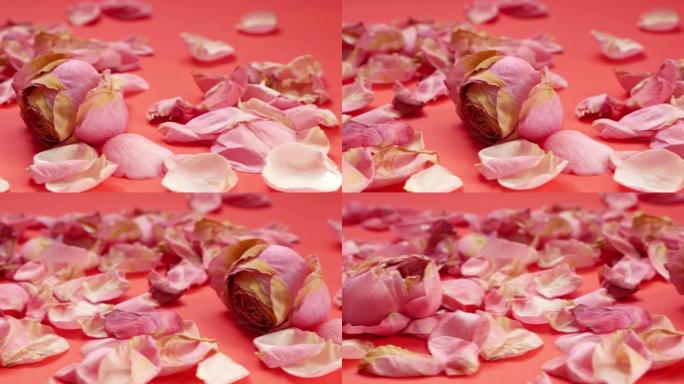 玫瑰花瓣主题的浪漫之夜。特写镜头在明亮的橙色背景下从右向左滑动粉色玫瑰和花瓣。粉红玫瑰和兽医花瓣。选