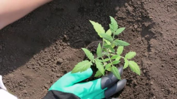 女性手的特写镜头在土壤中种植番茄。顶视图。