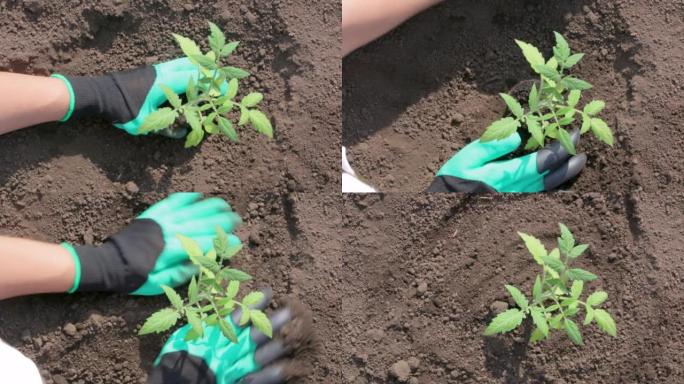 女性手的特写镜头在土壤中种植番茄。顶视图。