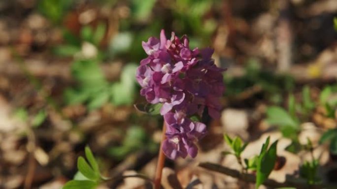 延胡索早春野林花盛开，紫罗兰紫色开花美丽的小植物