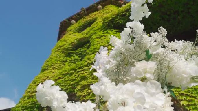 城堡背景中的白色花朵
