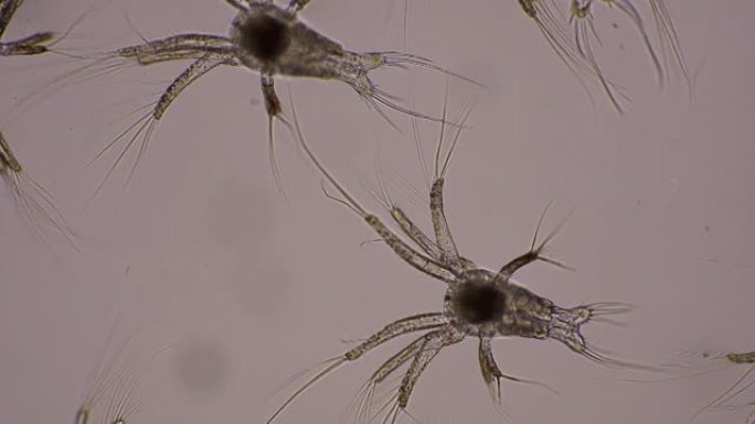 亚洲，在显微镜下，在sae水中游泳的白虾无节幼体幼虫。微观，宏观，生物学，宏观摄影，实验室。