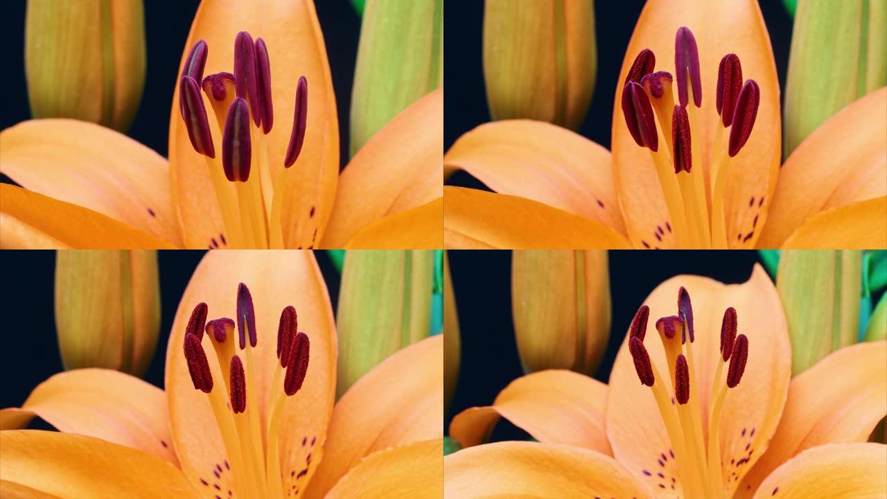 盛开的橙色百合花雄蕊和雌蕊的4k延时镜头，特写b卷视频，缩小效果。
