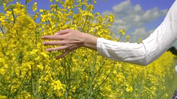 女人走在油菜籽田里，用手触摸油菜花。