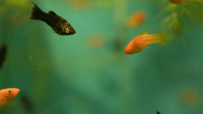 五颜六色的鱼在水族馆里游泳。GloFish发光荧光-在商店出售，陈列柜。转基因水族馆鱼