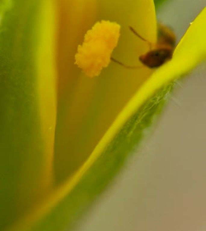 蚂蚁幼崽盘旋在一朵黄色的小花上。