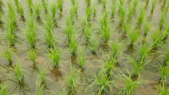 稻田的平移视图插秧水稻种植春种秋收