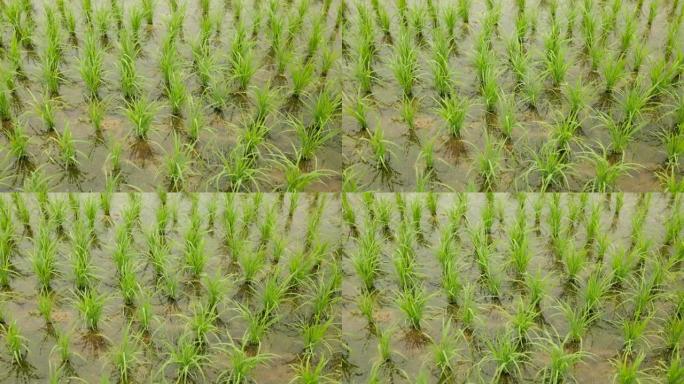 稻田的平移视图插秧水稻种植春种秋收