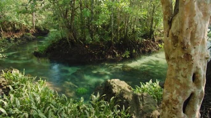 肥沃的红树林中清澈的溪流上的绿树。在泰国甲米府，4k慢动作。