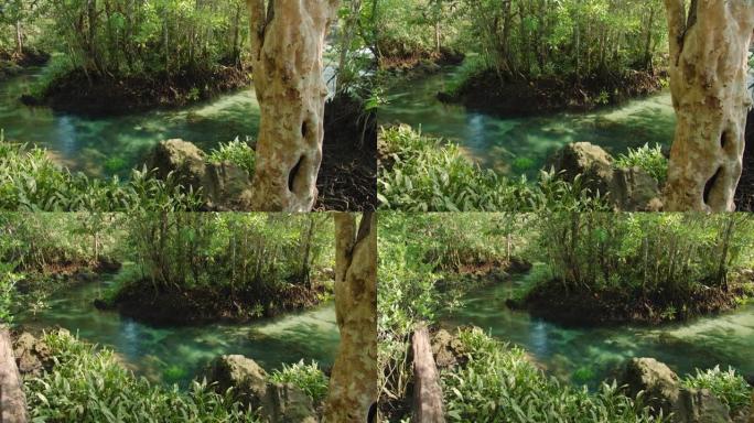 肥沃的红树林中清澈的溪流上的绿树。在泰国甲米府，4k慢动作。