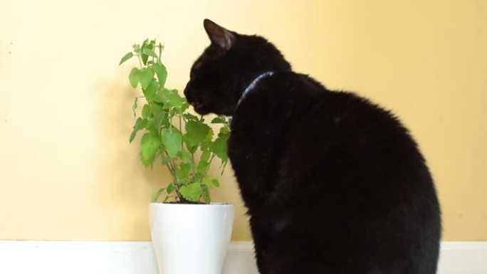 黑猫吃猫薄荷植物