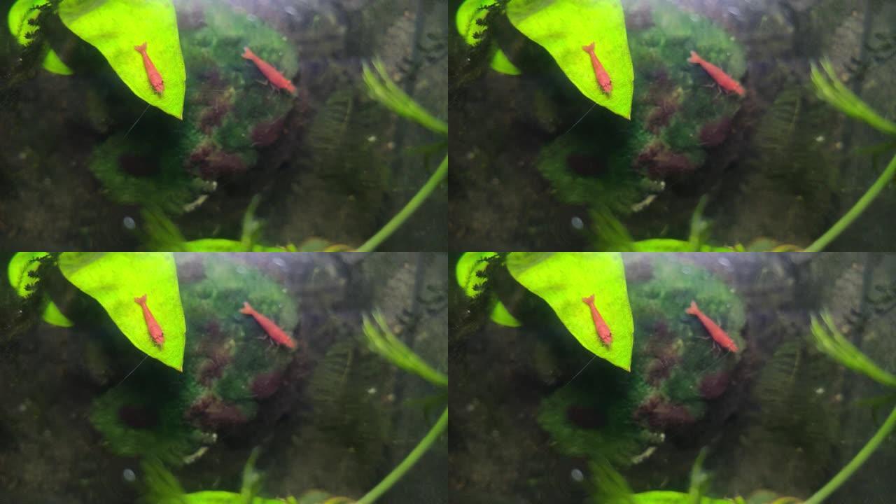 小红虾在小水族馆的苔藓上吃草
