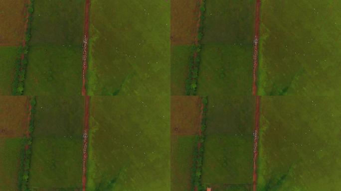 巴西马托格罗索州放牧牛的Zenital视图