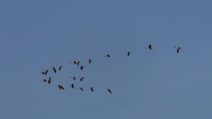 一群野鹅从天空中的田野起飞。