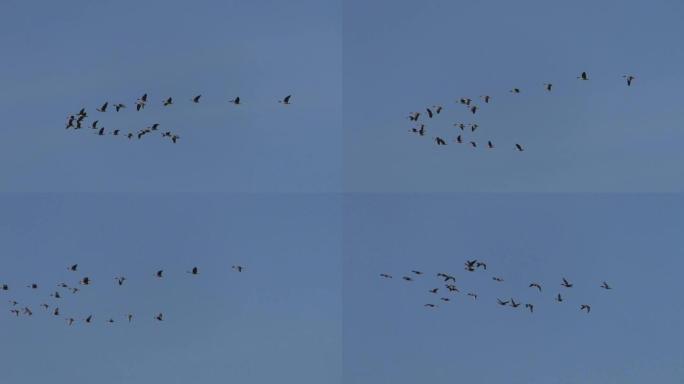一群野鹅从天空中的田野起飞。