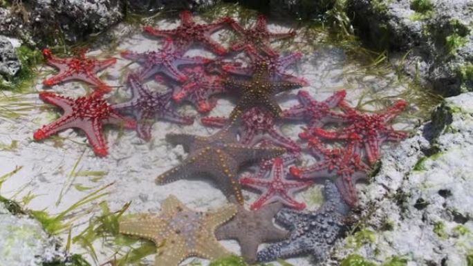 许多五颜六色的海星躺在海边的天然珊瑚水族馆中