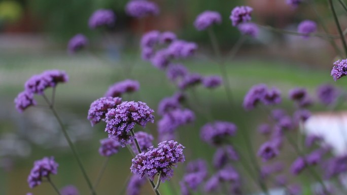 紫色的花