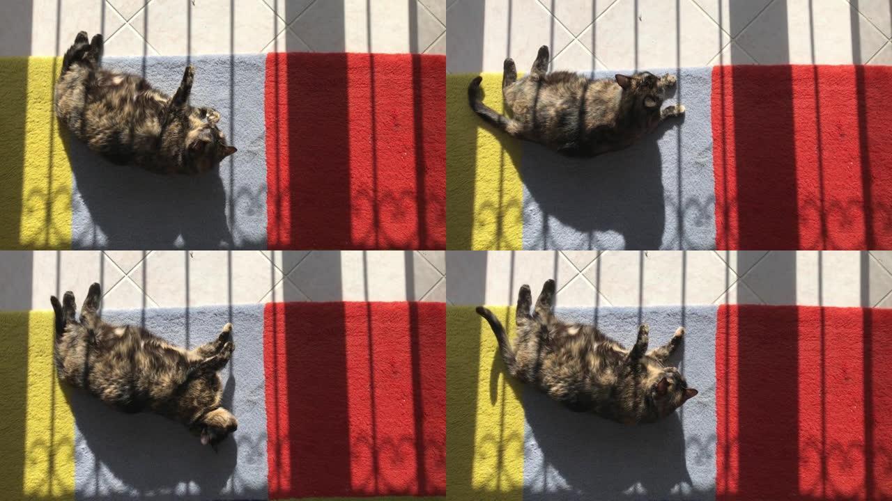 玳瑁猫享受着从窗户落下的阳光。