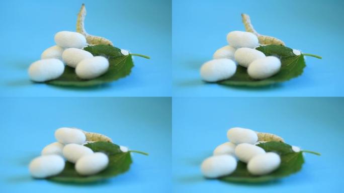 桑叶上的蚕和蚕cocoons