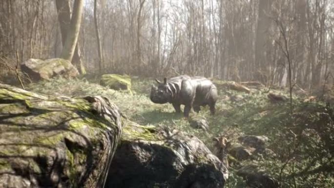 一只野生犀牛正在阳光明媚的绿色草地上吃着绿草。野生动物和野生动物。动物动画，自然和教育背景。