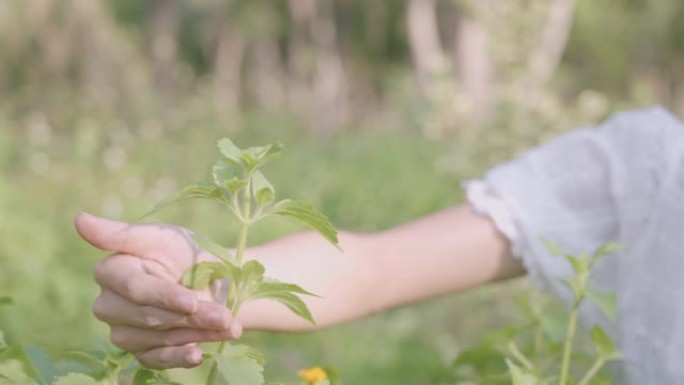 近距离女性双手轻轻触摸植物顶叶，户外种植植物，环境保护，爱护地球绿色环境，人与自然，小叶，增长效益收