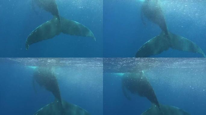 太平洋水下座头鲸的尾巴。