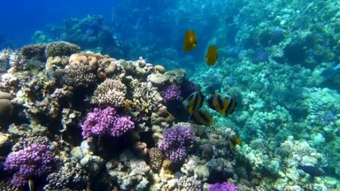 彩色美丽的脱衣蝴蝶鱼和三角旗珊瑚鱼在珊瑚礁附近的红海。
