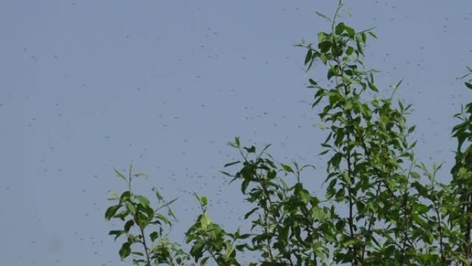 一群蚊子靠近树枝
