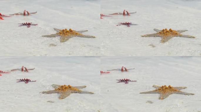 许多五颜六色的海星躺在浅星空的沙滩上