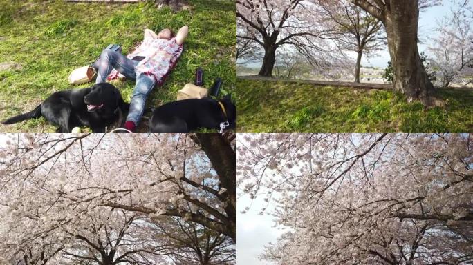 女人躺在樱花树下的草地上相机倾斜以显示花朵