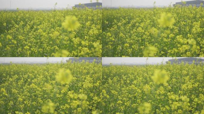 黄芥末花开满了田地。黄色花朵背景。慢动作视频。