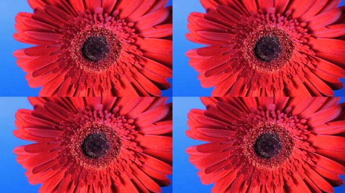 带有精致花瓣的红色非洲菊的特写镜头在其轴上旋转。深蓝色背景上的鲜红色非洲菊