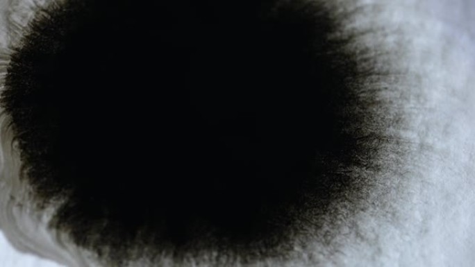 白色湿纸上膨胀的黑色水彩墨水斑点。油墨效应，具有圆形膨胀的有机流动。抽象绘画。慢动作。特写