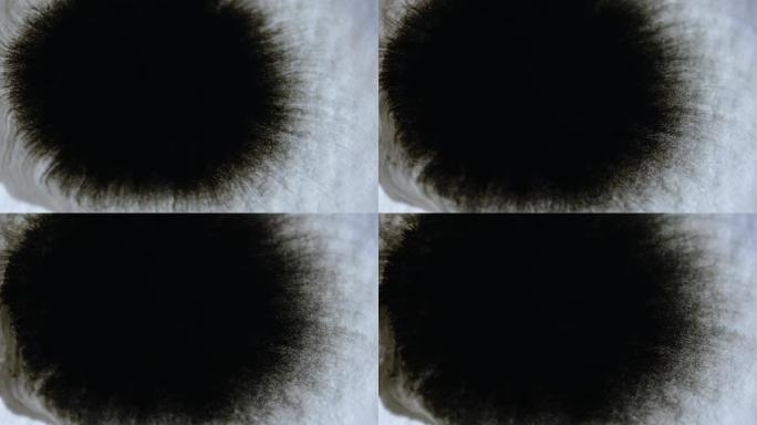 白色湿纸上膨胀的黑色水彩墨水斑点。油墨效应，具有圆形膨胀的有机流动。抽象绘画。慢动作。特写