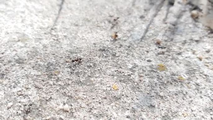 黑蚂蚁在灰色的石头地板上爬行。