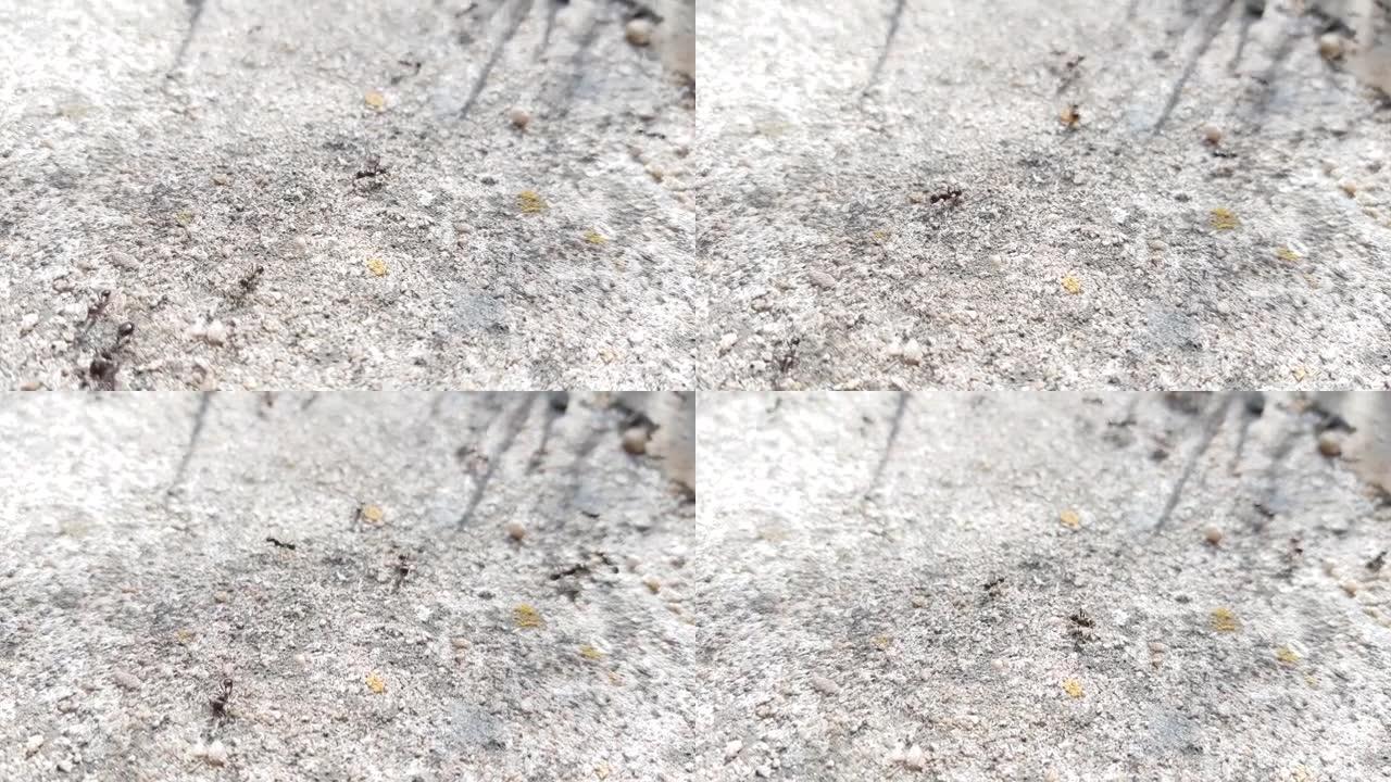 黑蚂蚁在灰色的石头地板上爬行。