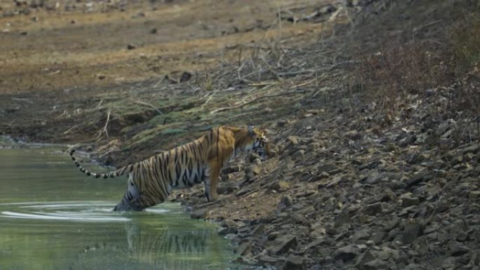 一只美丽的孟加拉虎妞玛雅慢动作地走在塔多巴和哈里老虎保护区的森林里