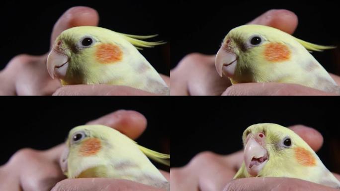 一只黄鸟手中的鹦鹉