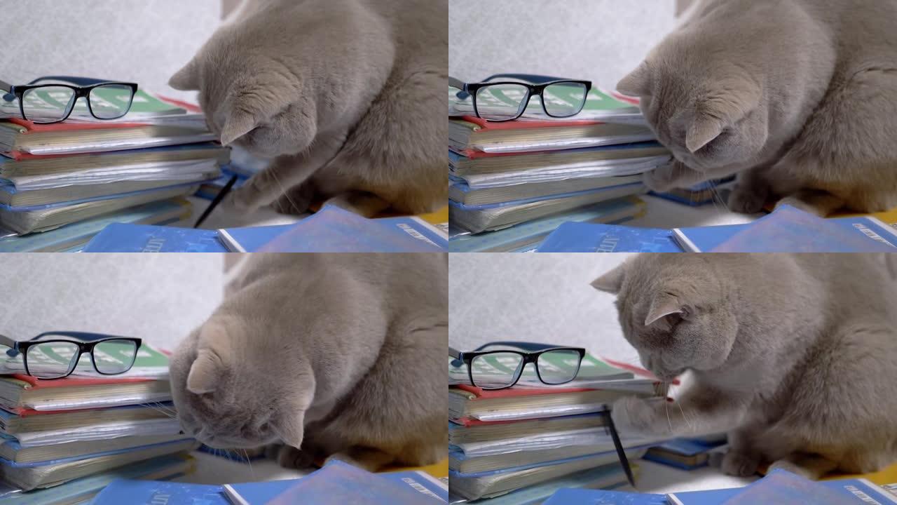 纯种灰色英国猫在桌子上散落的书本上玩笔