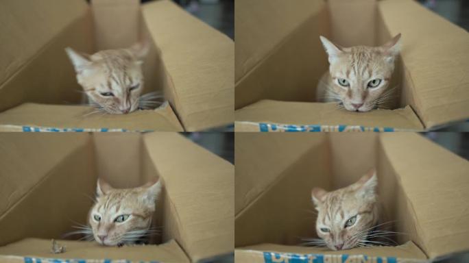 虎斑猫玩纸箱。虎斑猫玩纸箱小猫