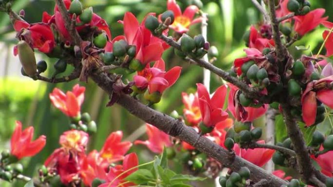 充满活力的红棉树花 (Bombax ceiba)。