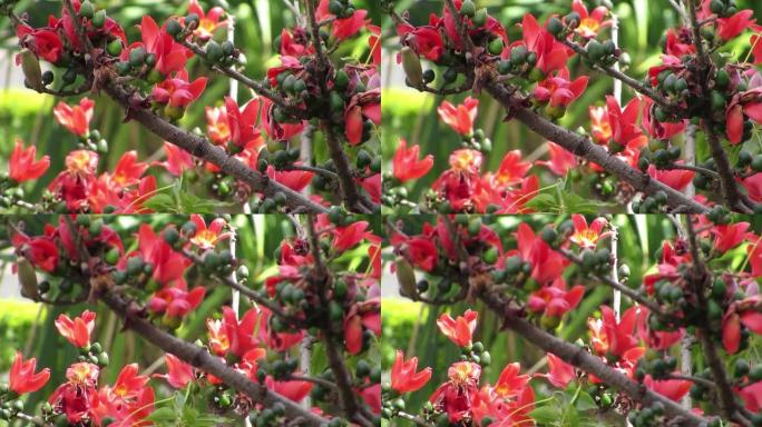 充满活力的红棉树花 (Bombax ceiba)。