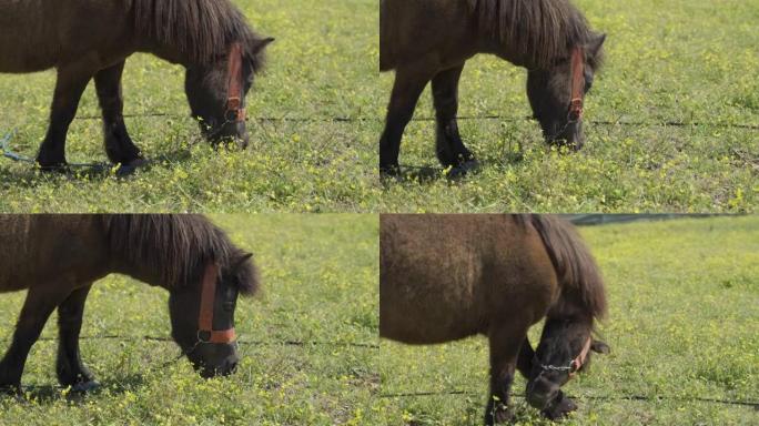 小马在走路。牧场或农场围场中的种马。自制生活