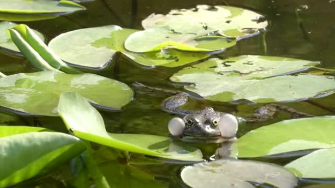 青蛙在池塘或湖里呱呱叫。绿色的蟾蜍在阳光下的温暖夏日池塘中嘶哑地坐在睡莲上。自然、生态和野生生物概念