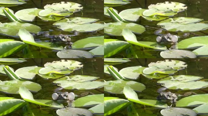 青蛙在池塘或湖里呱呱叫。绿色的蟾蜍在阳光下的温暖夏日池塘中嘶哑地坐在睡莲上。自然、生态和野生生物概念