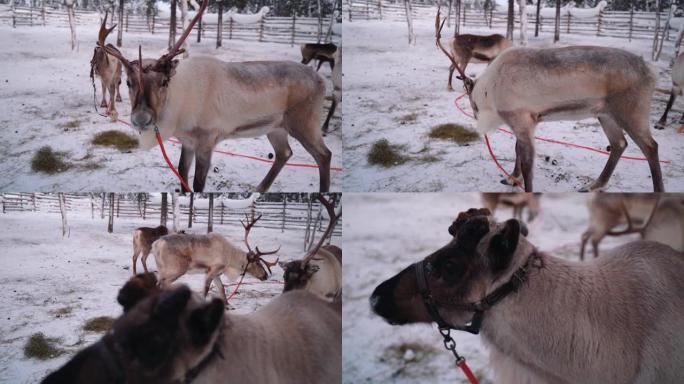 芬兰拉普兰冬季农场的驯鹿