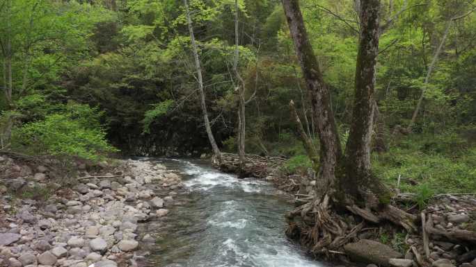 原始森林清澈溪涧流水