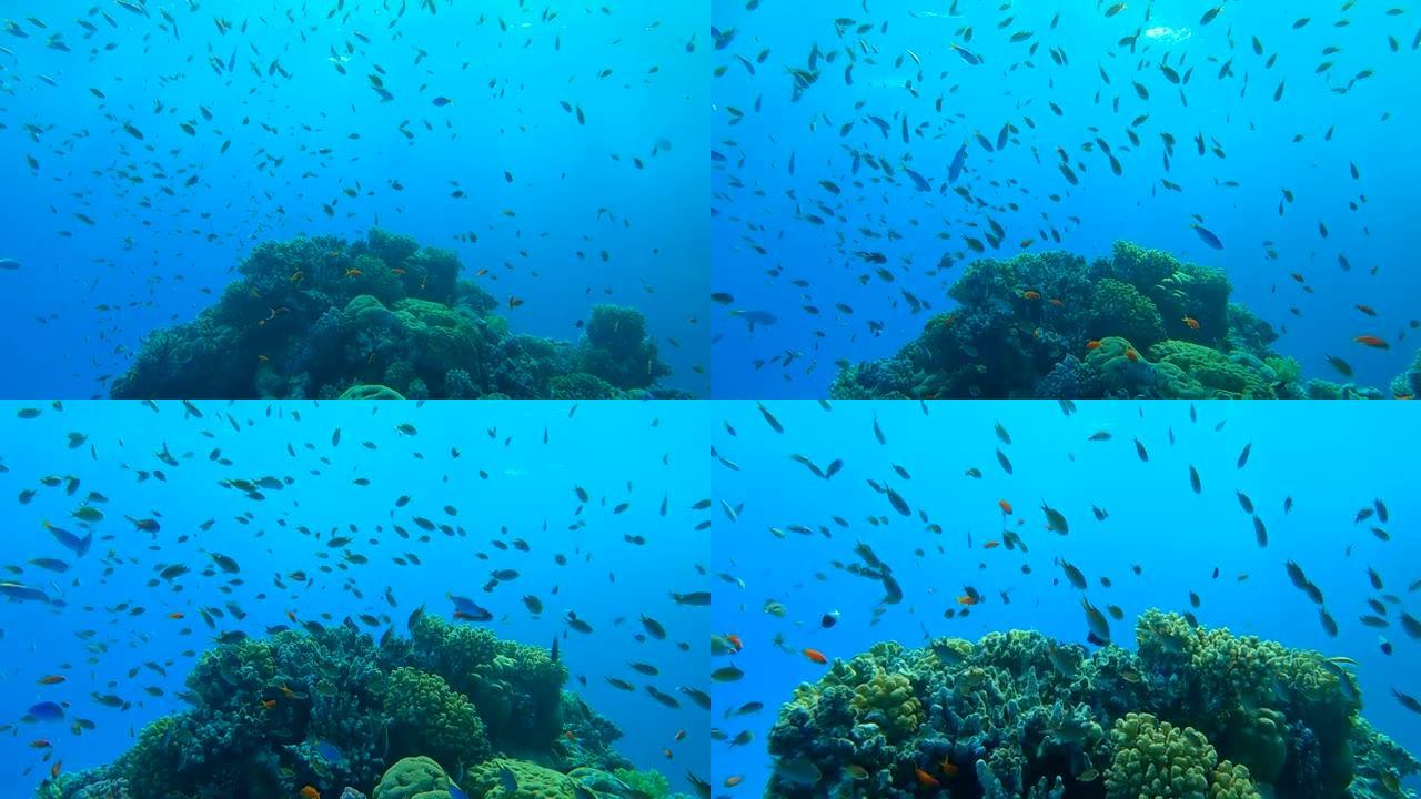五颜六色的热带鱼在阳光照耀下的蓝色水底上，在美丽的珊瑚礁附近游动。阿拉伯色 (Chromis fla